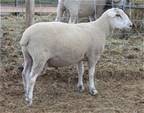 Sheep Trax Lucky 368L